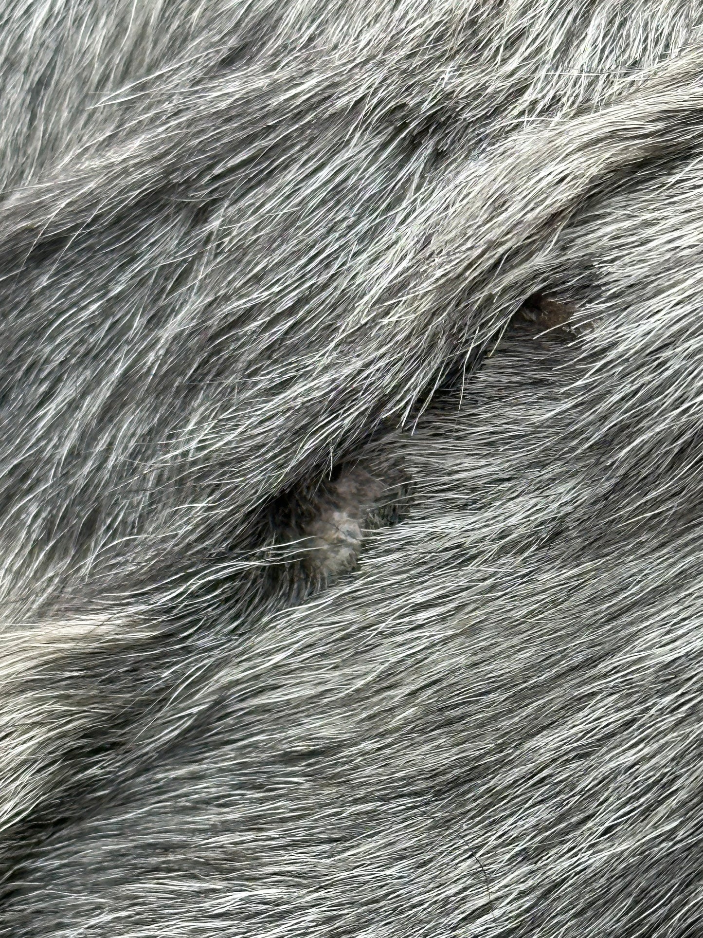 Pelliccia Vintage in Lapin Argentato